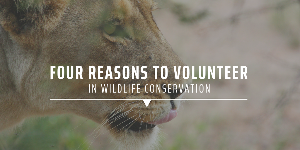 Four reasons to volunteer in wildlife conservation