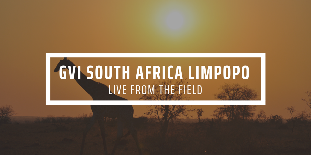 COVID’s devastating impact on tourism and conservation in South Africa