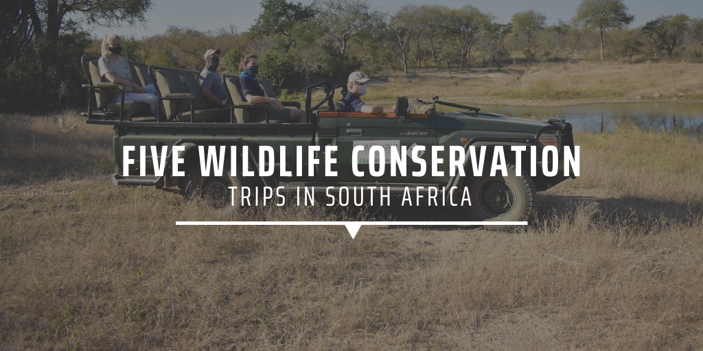 Five wildlife conservation trips in South Africa